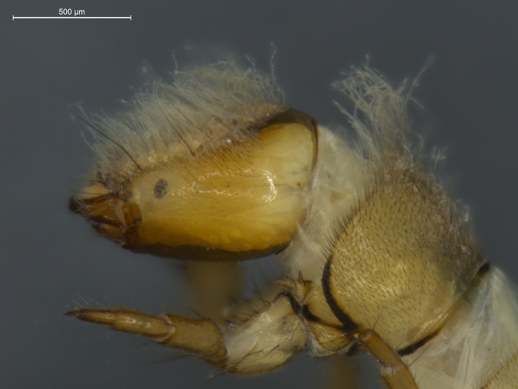 Cheumatopsyche lepida